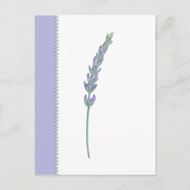 Carte postale Lavender Sprig (Devant)