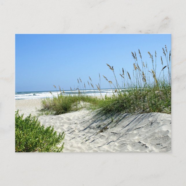 Carte Postale L'avoine marine à Ocracoke (Devant)