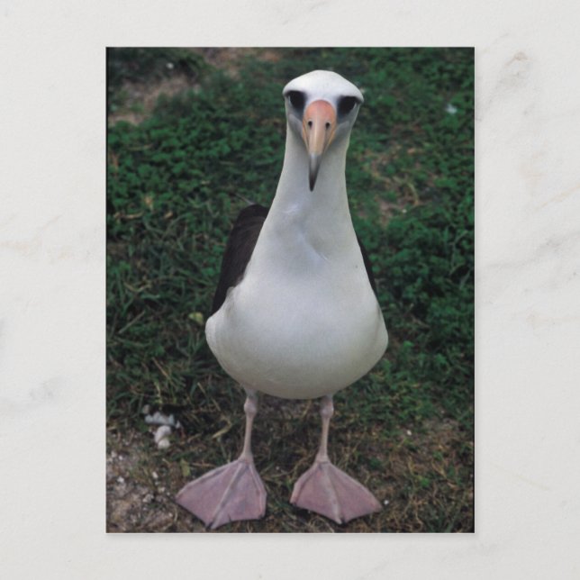 Carte Postale Laysan albatros debout (Devant)