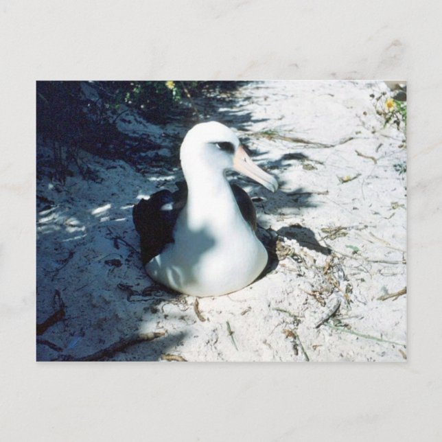 Carte Postale Laysan Albatross (Devant)