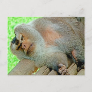 Carte Postale Lazy Baboon