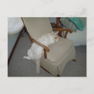 Carte Postale Lazy Cat