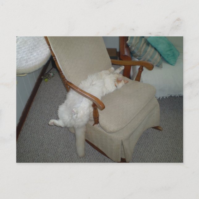 Carte Postale Lazy Cat (Devant)