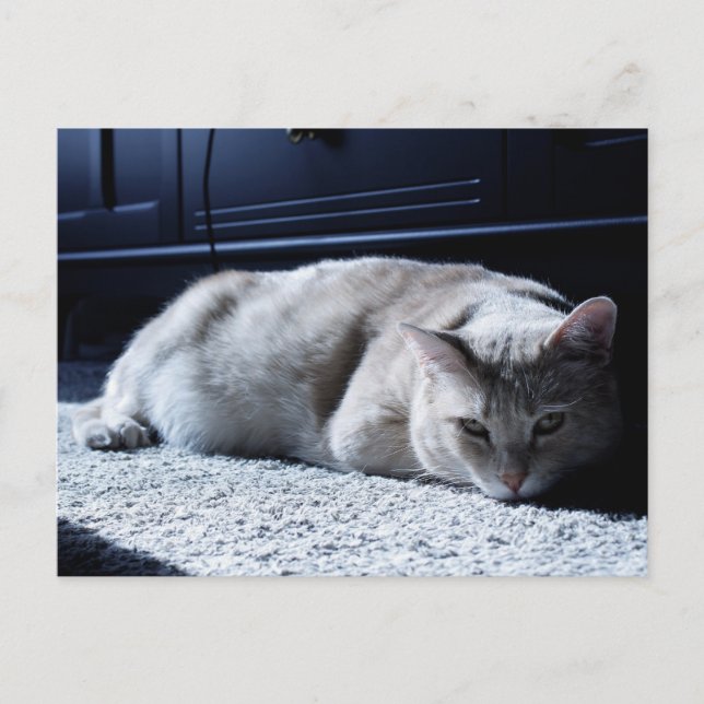 Carte postale Lazy Cat Napping (Devant)