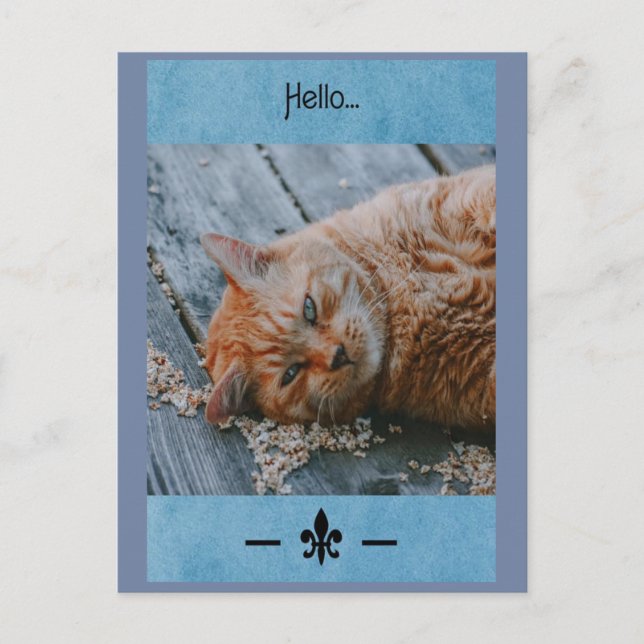 Carte Postale Lazy Cat Say's Hello Postcard (Devant)