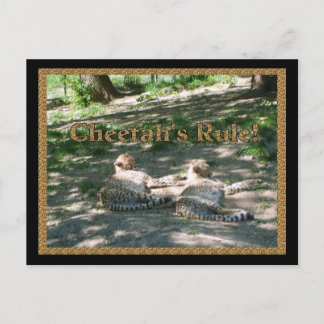Carte Postale Lazy Cheetahs