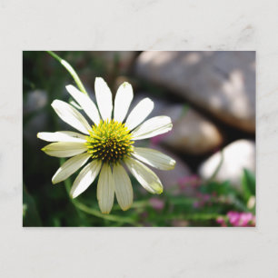 Carte postale Lazy Daisy Summer Day