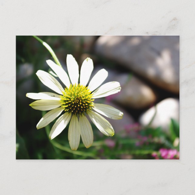 Carte postale Lazy Daisy Summer Day (Devant)