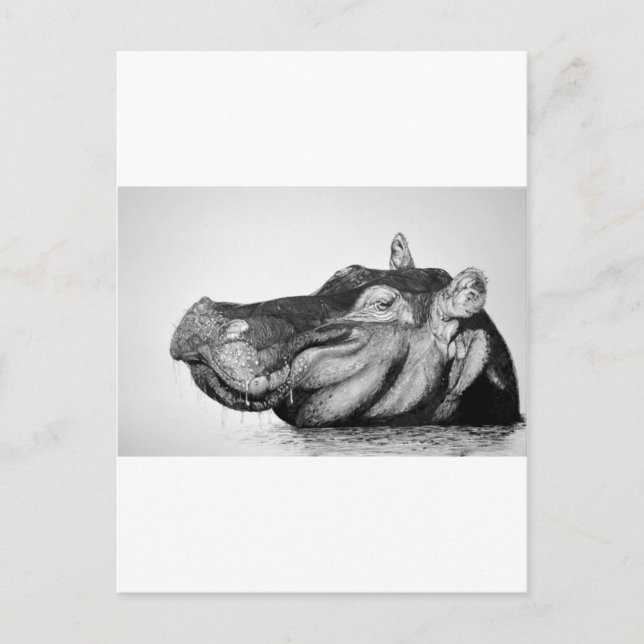 Carte Postale Lazy Hippo (Devant)