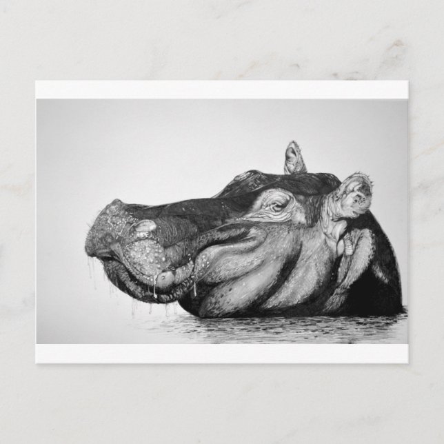 Carte Postale Lazy Hippo (Devant)