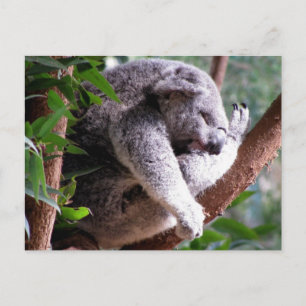 Carte postale Lazy Koala
