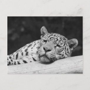 Carte Postale "Lazy Leopard"