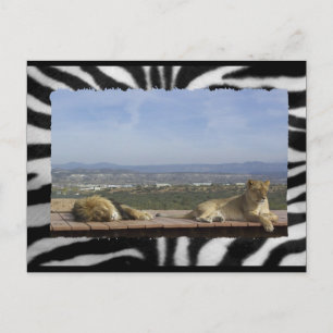 Carte postale Lazy Lions