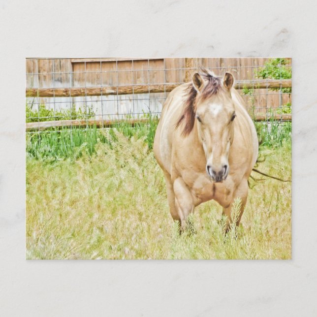 Carte Postale Lazy Morning (Devant)