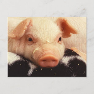 Carte Postale Lazy Piglet