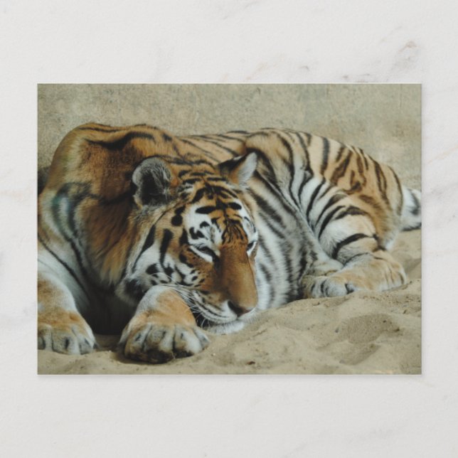 Carte Postale Lazy Tiger Superbe Big Cat Photo (Devant)
