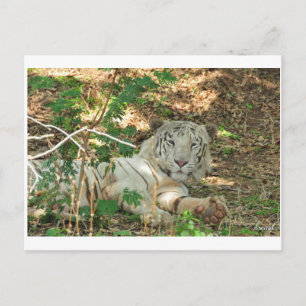 Carte Postale Lazy White Tiger