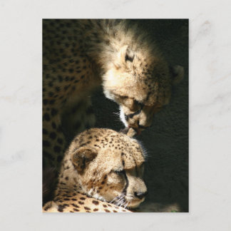 Carte Postale Le baiser