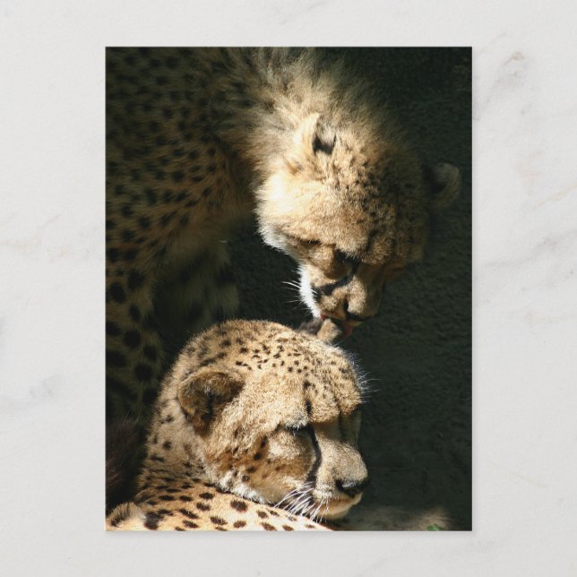 Carte Postale Le baiser (Devant)