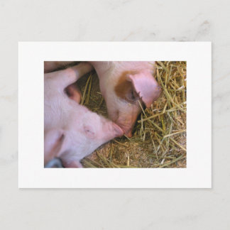 Carte Postale Le baiser