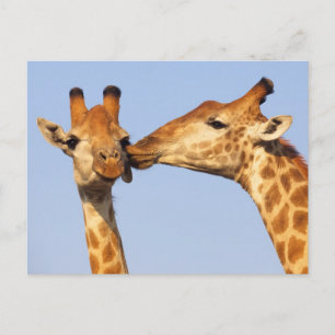 Carte Postale Le baiser