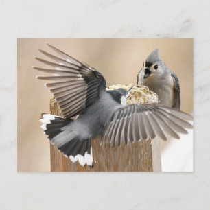 Carte Postale Le ballet de la nature : une danse des plumes