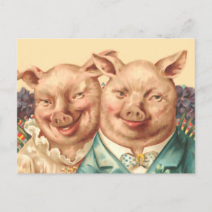 Carte Postale Le beau couple de cochon