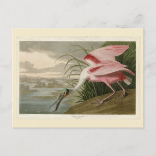 Carte Postale Le bec-de-rose des Oiseaux d'Amérique d'Audubon