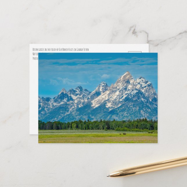 Carte Postale Le bison dans le parc national de Grand Teton (Devant/Arrière en situation)