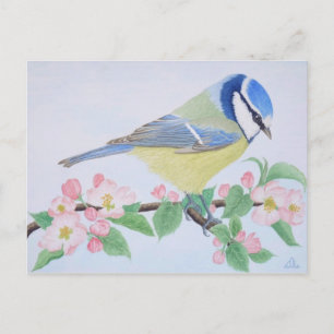 Carte Postale Le Blue Tit au printemps
