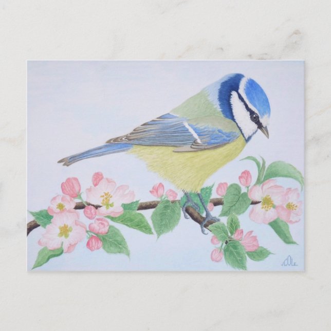 Carte Postale Le Blue Tit au printemps (Devant)