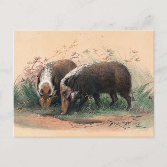 Carte Postale Le Bosch-Vark par Joseph Wolf (Devant)