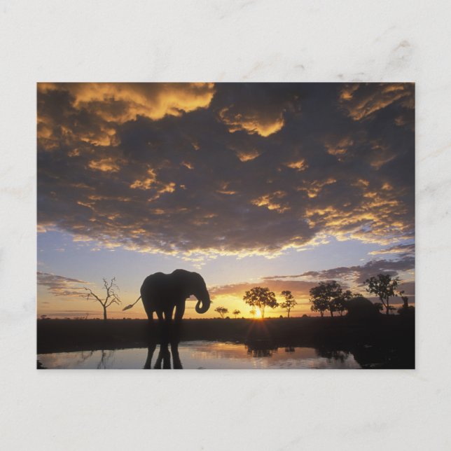 Carte Postale Le Botswana, parc national de Chobe, éléphant (Devant)