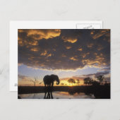 Carte Postale Le Botswana, parc national de Chobe, éléphant (Devant / Derrière)