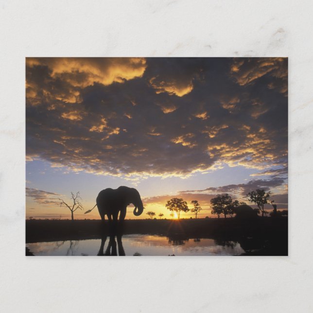 Carte Postale Le Botswana, parc national de Chobe, éléphant (Devant)