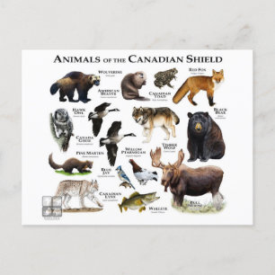 Carte Postale "Le Bouclier canadien"