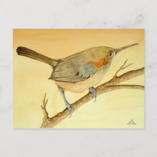 Carte Postale Le Brésilien Wren sur une branche