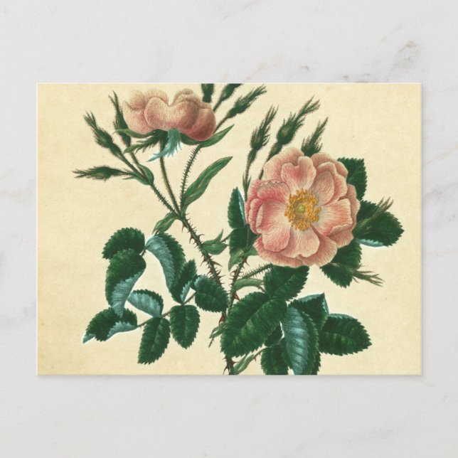 Carte Postale Le Briar doux s'est levé (Devant)