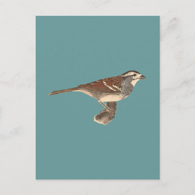 Carte Postale Le Bruant à couronne blanche (leucophrys de Fringi (Devant)