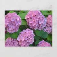 Le buisson d'hortensia rose