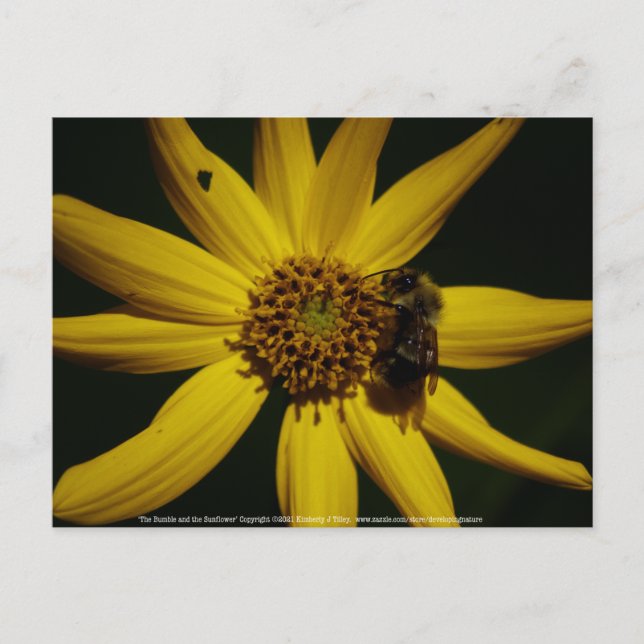 Carte Postale Le Bumble et le Tournesol (Devant)