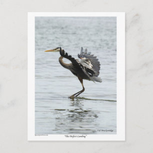 Carte Postale Le cadeau parfait Landing Blue Heron