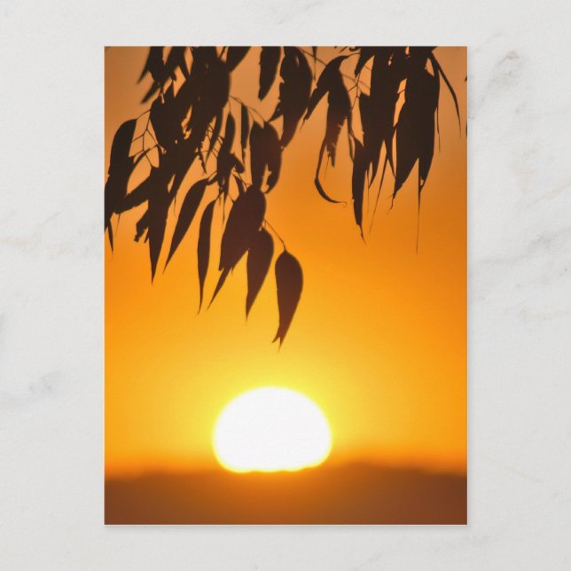 Carte Postale Le cadre de la nature (Devant)