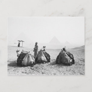Carte Postale Le Caire Égypte, Jockeys de chameaux Pyramides de