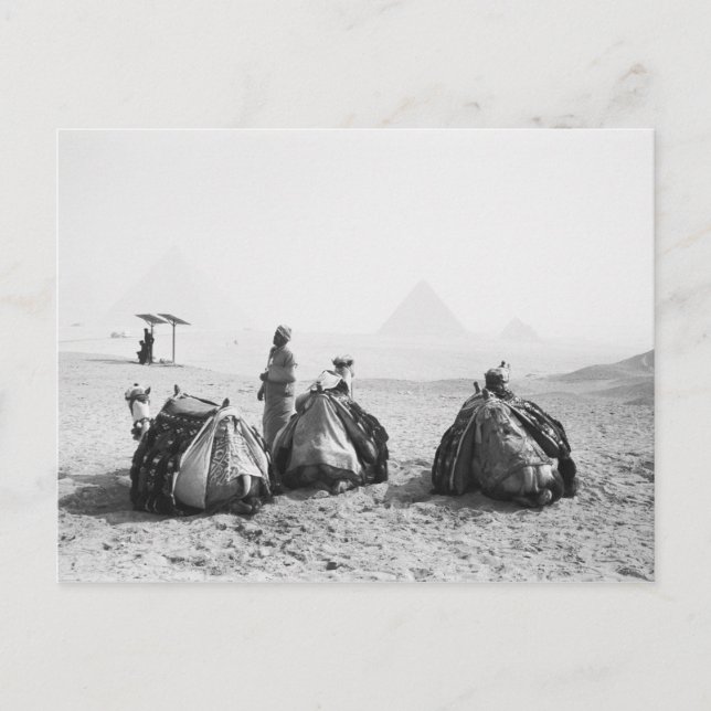Carte Postale Le Caire Égypte, Jockeys de chameaux Pyramides de  (Devant)