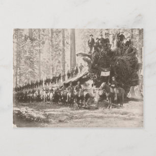 Carte Postale Le calvaire américain protège les parcs nationaux