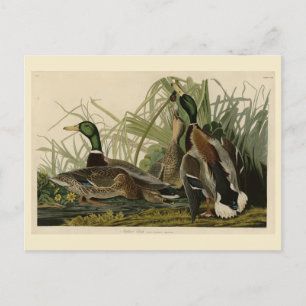 Carte Postale Le canard colvert des oiseaux d'Amérique d'Audubon