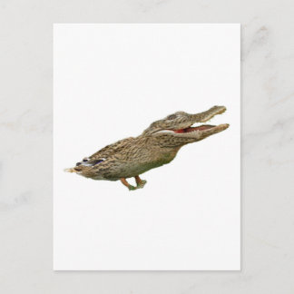 Carte Postale Le canard croisé
