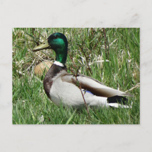 Carte Postale Le canard de Mallard Drake Greenhead dans l'herbe
