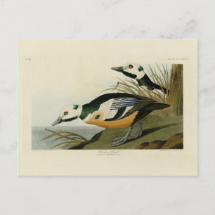 Carte Postale Le canard occidental des oiseaux d'Amérique d'Audu